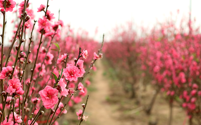 Thời tiết ngày 23-1: Bắc Bộ hết mưa rét, chuyển nắng ấm, nhiệt độ 19-24 độ C